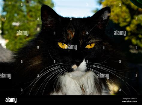 Fluffy Long Haired Tortoiseshell Colored Norwegian Forest Cat With