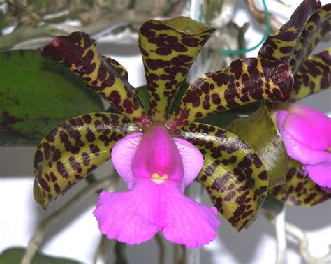 Latest Orchid Awards The American Orchid Society Orchids Awards Plants