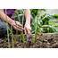 How To Grow Asparagus  BBC Gardeners World Magazine