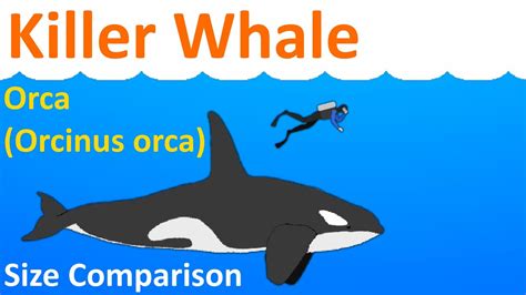 killer whale orca orcinus orca animated size comparison youtube