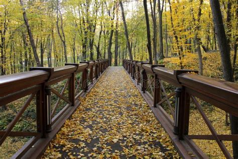 Wooden Bridge In Autumn Forest Stock Image Image Of Plant Autumn