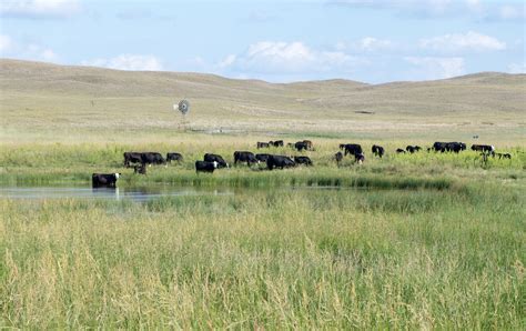 Understanding The Value Of Grass In Nebraska Unl Beef