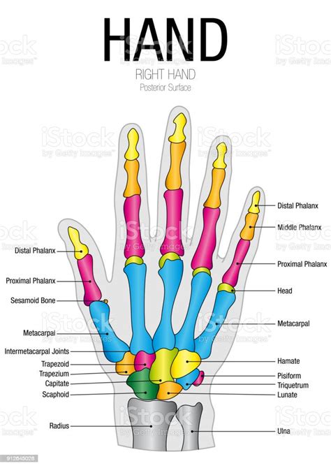 Chart Of Hand Posterior Surface With Parts Name On White Background