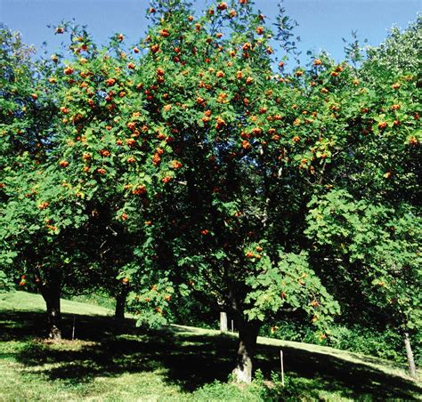 It has a low canopy with a typical clearance of 4 feet from the ground, and is suitable for planting under power lines. Mountain Ash, European - TheTreeFarm.com
