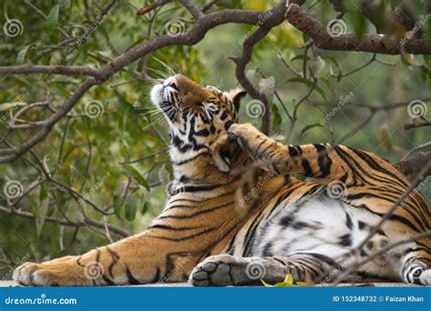 Closeup Of Royal Bengal Tiger Stock Photo Image Of Face Africa