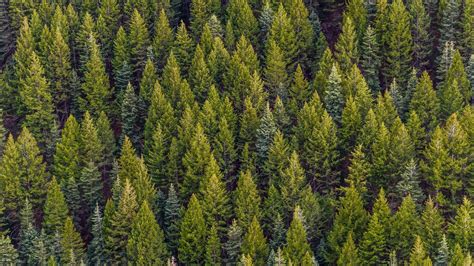 Download 1920x1080 Forest Aerial View Pine Trees Wallpapers For