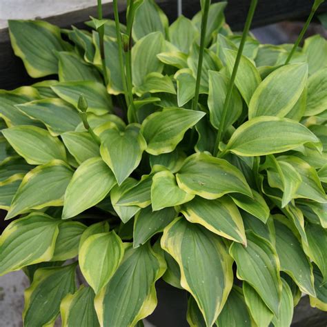 Hosta Paradise Sunset Buy Plantain Lily At Coolplants