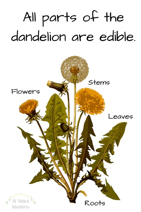 Fun Dandelion Facts For Kids All Natural Adventures