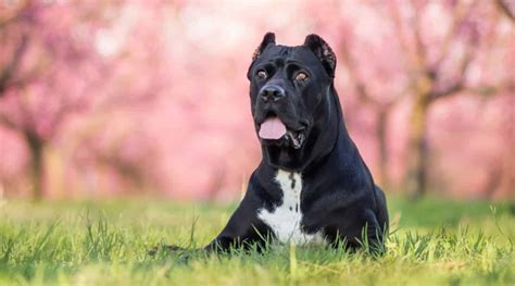 Cane Corso Dog Breed Information Facts Traits Pictures And More
