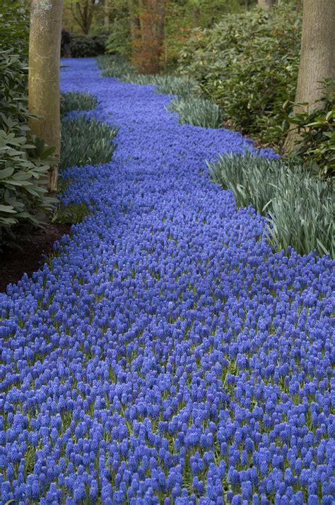 The next step in gladiolus winter care is to cure the gladiolus corms. Muscari Bulbs | Item # 6005 Grape Hyacinth | For Sale