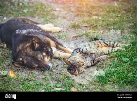 Dog And Cat Best Friends Sleeping Together Outdoors Stock Photo Alamy