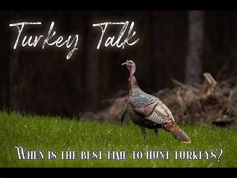 What Is The Best Time To Hunt Turkey A Guide For Hunters