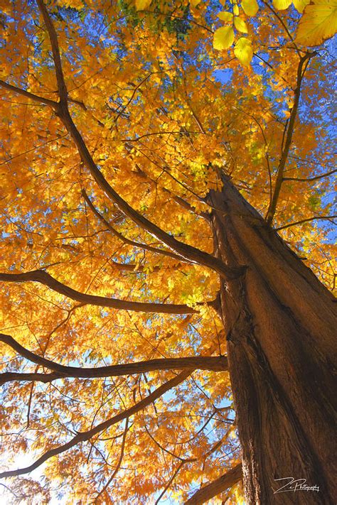 Dawn Redwood in Fall Photograph by Ingrid Zagers