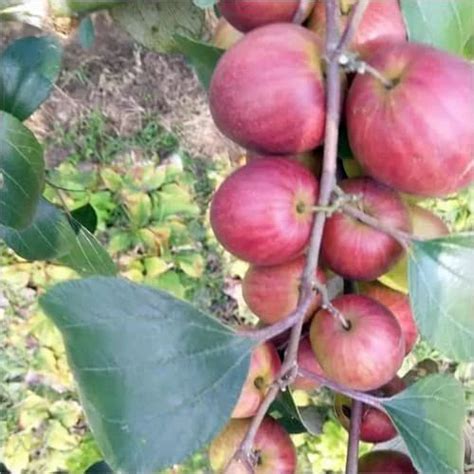 Full Sun Exposure Red Apple Ber Plant For Outdoor At Rs 15piece In North 24 Parganas