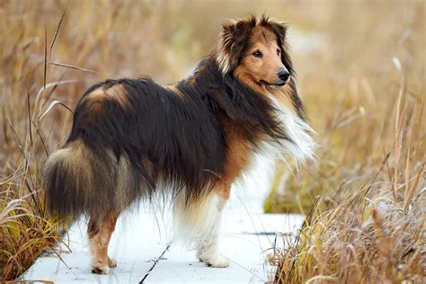 Shetland Sheepdog Dog Breed Information And Characteristics Daily Paws