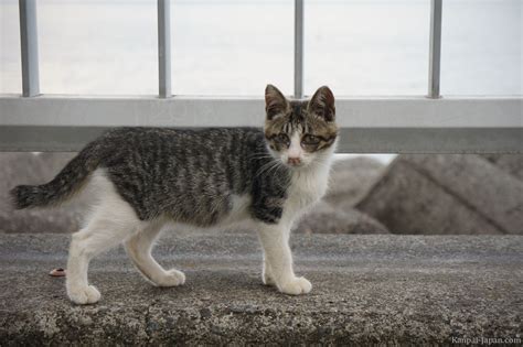 Cats In Japan