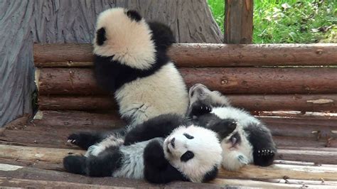 Three Insanely Cute Panda Cubs Crawl And Tumble Over Each Other In