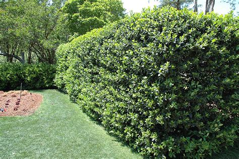 Planting zone 6 is a mild planting zone with a variety of options for gardening from flowers to veggies and more. Top 12 Fast Growing Shrubs: Flowering and Non-flowering ...
