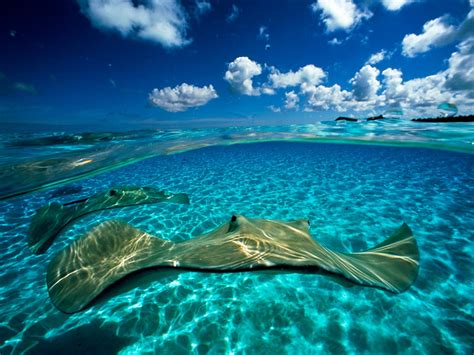 Underwater Creature Pictures, Underwater Creature Photos, Photo Gallery