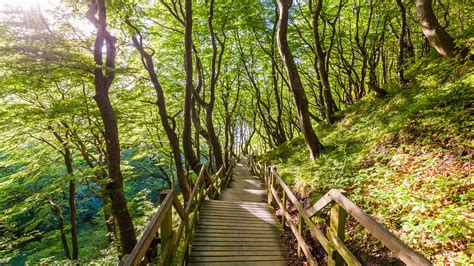 Wooden Path In Forest Mons Klint Mon Island Denmark Windows