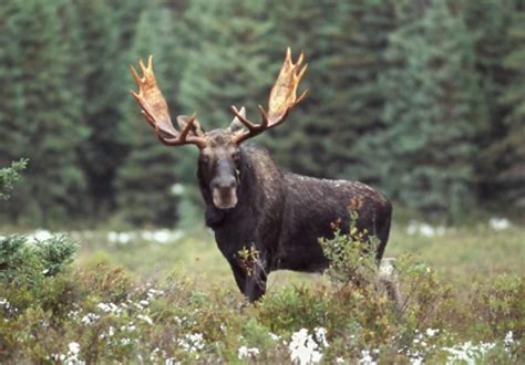 Une Première Chasse à Lorignal Enivrante Northern Ontario Travel