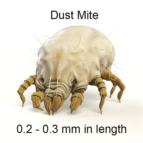How To Identify Treat And Prevent Dust Mites Allergies
