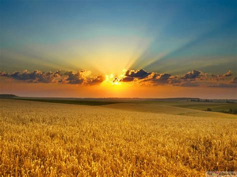 Wheat Field In Sunset Hd Wallpaper Download