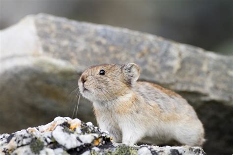 The Effect Of Shrubification On Collared Pikas In A Changing Arctic