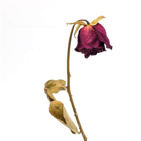 Dead Rose Pictures Images And Stock Photos Istock