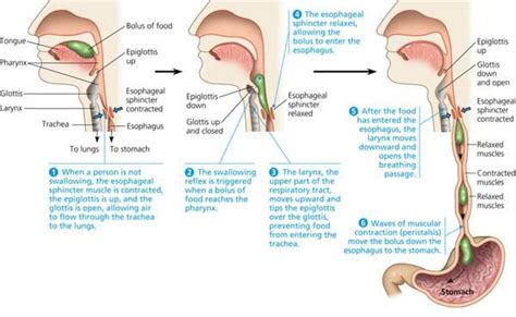 Swallowing Mechanism Actions Food Is Mixed With Saliva And Voluntarily