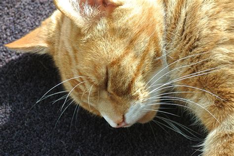 Ginger Tom Photograph By Lynne Iddon