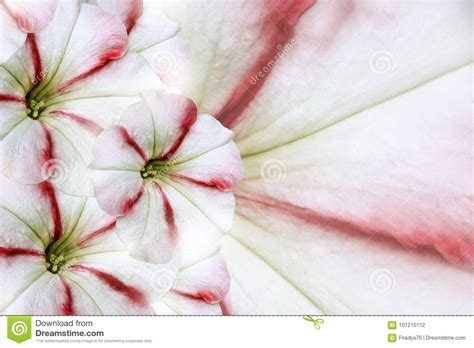 Floral White Red Beautiful Background Flower Composition White Red
