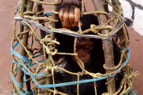 Adorable Baby Chimp Rescued From The Evil Poachers Who Killer Her