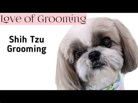Use caution when trimming the hair around any sensitive areas, especially the face and eyes. How To Groom A Shih Tzu-Trim The Dog's Face-Cut Around ...