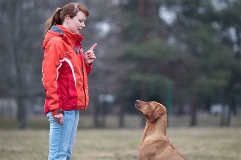 Debunking The Alpha Dog Myth A Flawed Approach To Dog Training