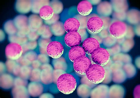 Methicillin Resistant Staphylococcus Aureus Mrsa Rescue