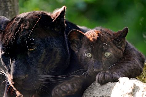 Hintergrundbilder Tierwelt Baby Große Katzen Whiskers