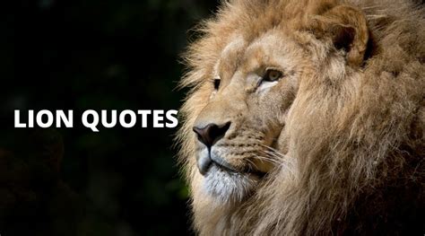 65 Best Lion Quotes On Success In Life Overallmotivation