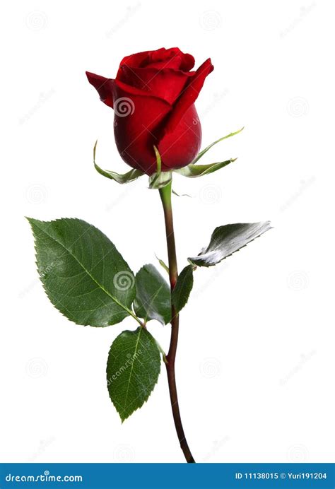 Red Rose Stock Image Image Of Beautiful Flower Anniversary 11138015