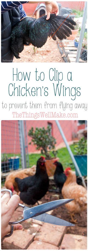 How To Clip A Chickens Wings To Prevent Flying Away Oh The Things