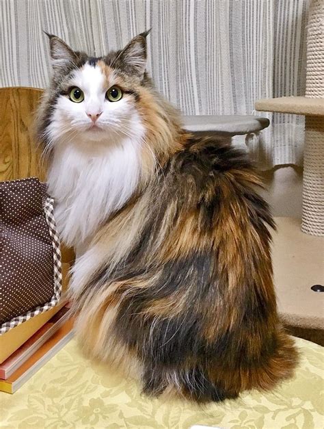 Beautiful Long Haired Calico Cat Cat Kitten Calicocat
