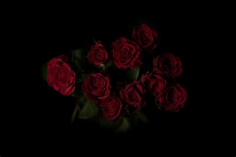 วอลเปเปอร์ ดอกกุหลาบ ช่อดอกไม้ สีแดง พื้นหลังสีเข้ม 6016x4016