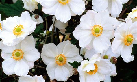 Spring and summer flowers uk. Gardens: late-summer flowers | Life and style | The Guardian