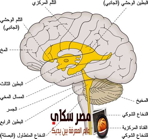 الجهاز العصبي المركزي