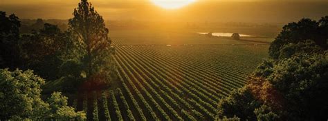 The Story Of Rutherfords Iconic Sycamore Vineyard Freemark Abbey Winery