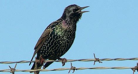 The european starling is native to europe, though no further north than the latitude of estonia. The Invasive Species We Can Blame On Shakespeare | Science ...