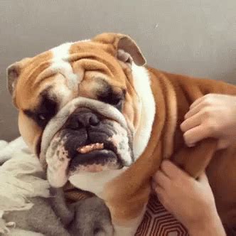 Share a gif and browse these related gif searches. Bulldog GIFs | Tenor