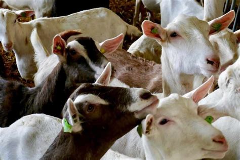 Common Goat Diseases Symptoms And Treatment Check How This Guide