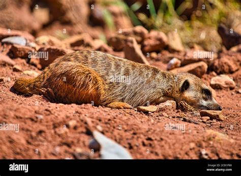 Meerkat Tunnel Hi Res Stock Photography And Images Alamy