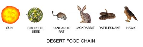 Food Chains And Food Webs